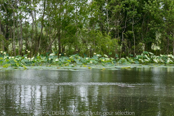 Brazos Bend State Park, TX, USA